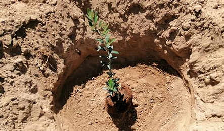 Soil Revitalization