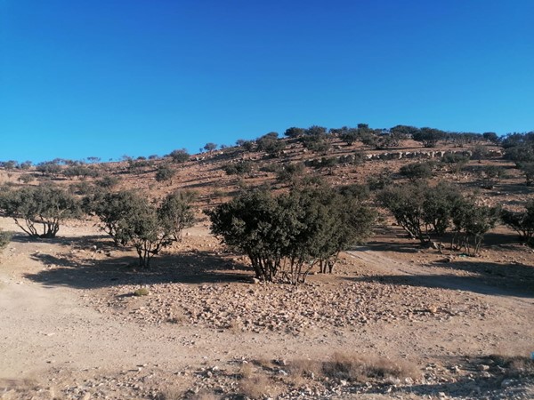 “Plant a Forest in Jordan”, December Edition 2021