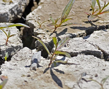 land-restoration-1