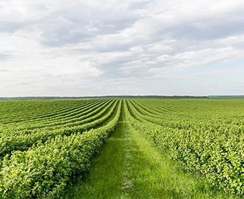 landscape-1